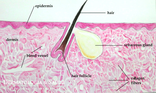 A pele normal, com estruturas em equilíbrio