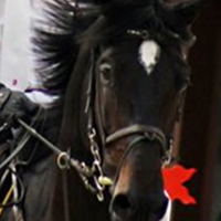 Remédio de cavalo do shampoo não faz com que os fios fiquem mais fortes